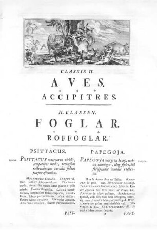Aves / Foglar