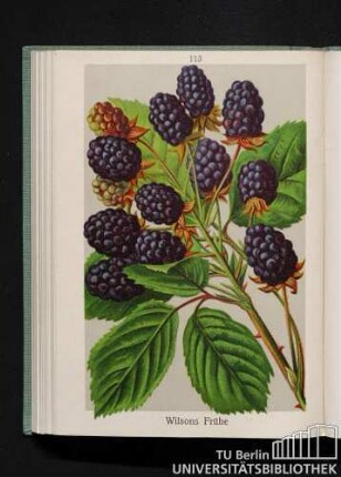 Wilsons Frühe.