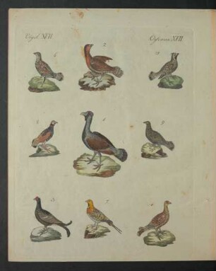 Tafel: Vögel. XVII.