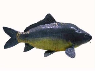 Spiegelkarpfen, Cyprinus carpio morpha noblis, Abguss