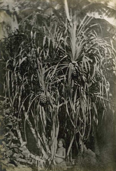 "Pandanus tree, Nauru"