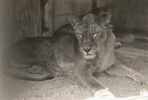 Dresden. Zoologischer Garten. Ruhende Löwin "Minerva" (Panthera leo)