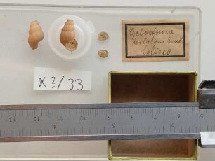 Cyclostoma perlatum Gundl.