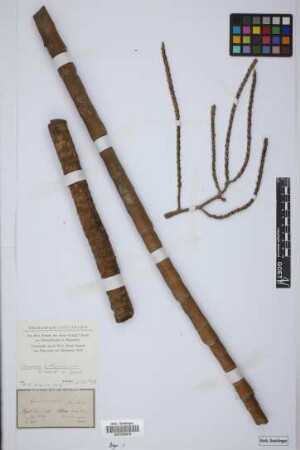 Geonoma rigida H.Wendl. ined.