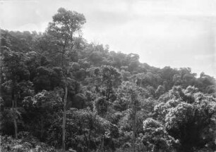 Urwald : Blick über die Baumwipfel auf die Landschaft eines Urwaldes