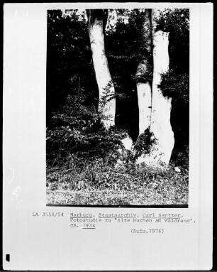 Fotostudie zu "Alte Buchen am Waldrand"