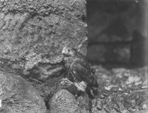 Turmfalke : Schloss Rochlitz. Junger Turmfalke (Falco tinnuculus Linnaeus) mit einer Maus.