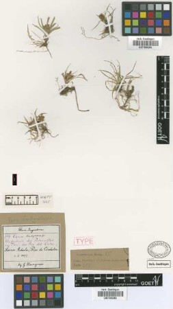 Carex brachycalama Griseb. [type]