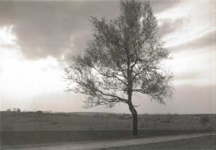 Frischbelaubte Hänge-Birke (Betula pendula) (Syn.: B. alba, B. verrucosa), auch Sandbirke, Weißbirke oder Warzenbirke am Weg bei Ölsen - Bienhof