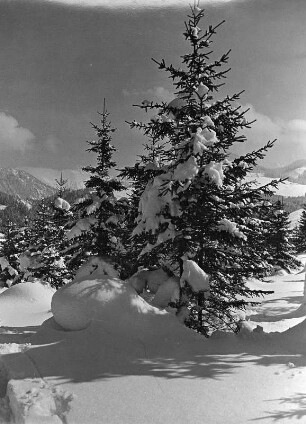 Allgäuer Alpen, Am Sonthofer Hof, Wintersonne