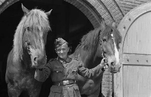 Zweiter Weltkrieg. Niederlande unter deutscher Besatzung. Wehrmachtsangehöriger, zwei Pferde am Zügel aus dem Stall führend (wohl bei Den Haag)
