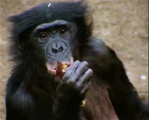 Bonobo Social Behaviour