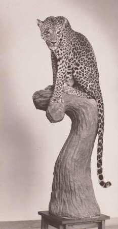 Leopard auf einem Baumstamm