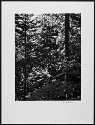 Waldstück im Französischen Jura