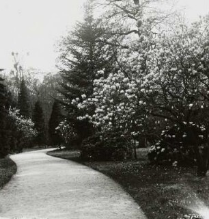 Dresden. Großer Garten. Magnolie
