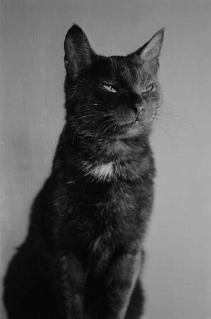 schwarze Katze