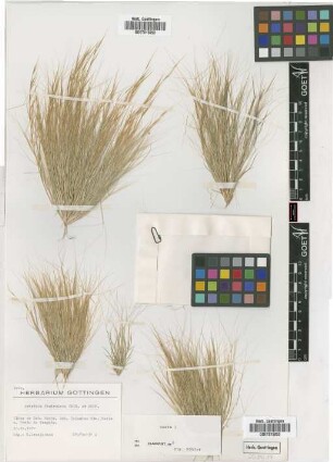 Aristida funiculata Trin. & Rupr.