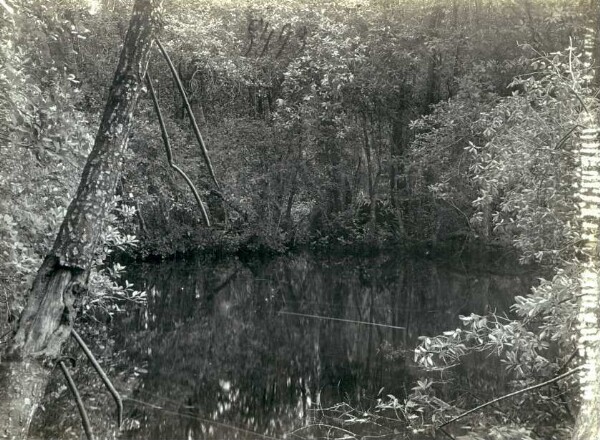 "Imuto-Karau dans les lagunes de la mangrove"