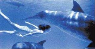 Dolphins