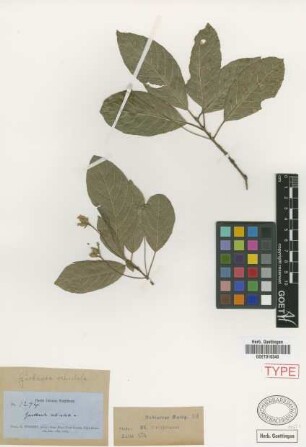Guettarda reticulata Griseb.