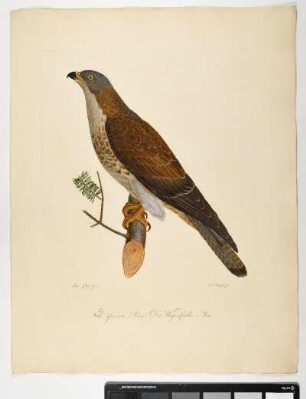 Falco apivorus. Linn. Der Wespenfalke. Mas. - Wespenbussard. Pernis apivorus; mas. - Zeichner: Ambrosius Gabler; Stecher: Johann Carl Bock