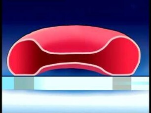 Membranverformung bei Erythrozyten