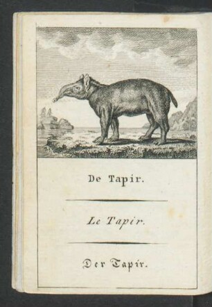 Tafel: De Tapir. Le Tapir. Der Tapir.