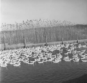 Long Island, Geflügelfarm, Enten