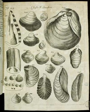 Tab. VI. Classis V. Bivalvia.