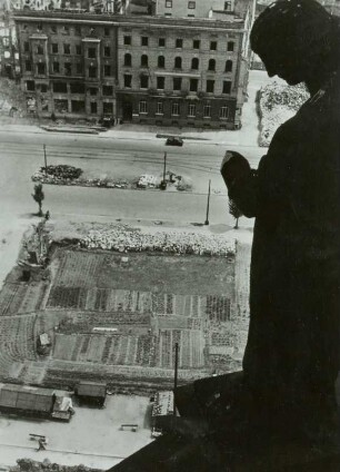 Dresden, Gemüseanbau in der Ringstraße, 1947