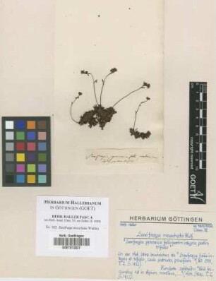 Saxifraga moschata Wulfen