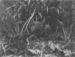 Wildkaninchen : Juveniles Wildkaninchen (Oryctolagus cuniculus Linnaeus).