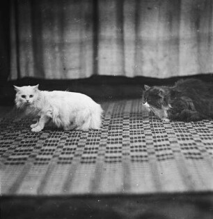 Zwei Katzen