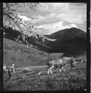 Traditionelle Landwirtschaft