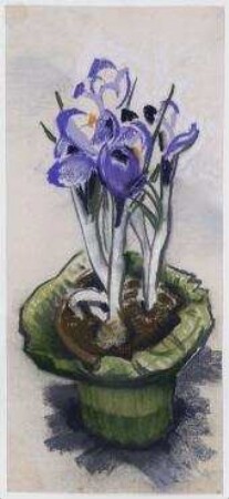 Blühender Krokus