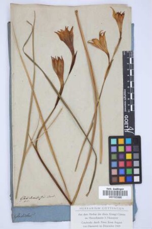 Gladiolus tristis Thunb.