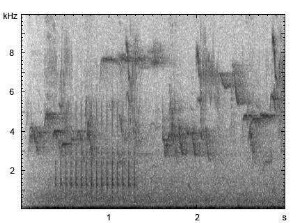 Kleinspecht | Dendrocopos minor - Trommeln