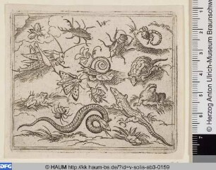 Insekten und Reptilien