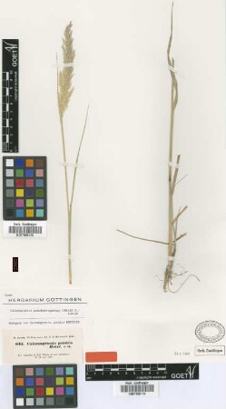 Calamagrostis persica Boiss. [isotype]
