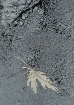 Blatt im Wasser