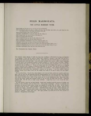 Felis Marmorata