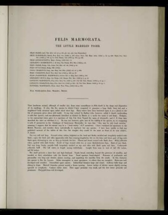 Felis Marmorata