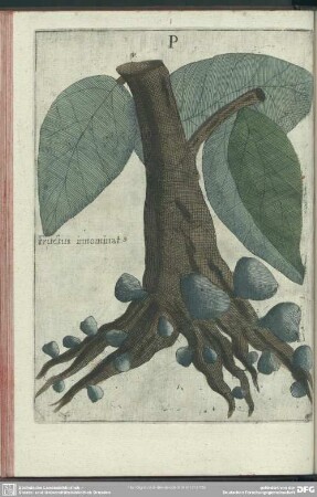 P. Innominatus Fructus
