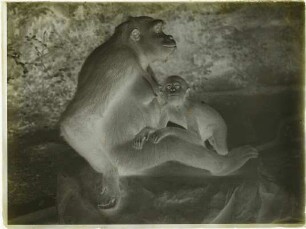 Gorilla gorilla (Savage, 1847)