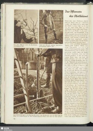 Das Pflanzen der Obstbäume
