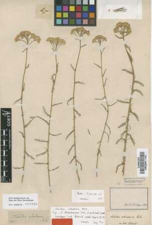 Achillea ochroleuca Ehrh. [lectotype]