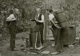 Niederlößnitz, Weinlese : Radebeul-Niederlößnitz. Weinlese. Wiegen der Trauben vor Entleerung in die bereitstehenden Bottiche. Im Weinberg des Schlosses Wackerbarths Ruhe