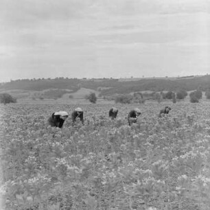 Tabakernte auf den Feldern der Landwirtschaftlichen Produktionsgenossenschaft in Konusch in der Gegend von Chaskowo