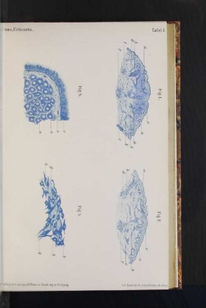 Tafel I. bis Tafel III.