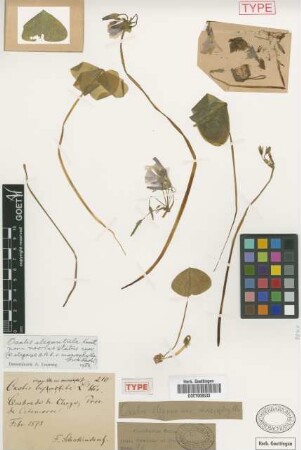 Oxalis elegans Kunth var. macrophylla Griseb.[holotype]